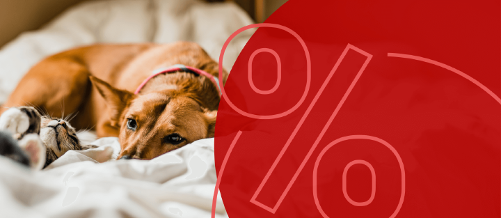 hund katze liegen kuschelig sale prozent preiskracherbild